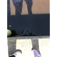 King tide image